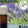 Illatolaj Aspol Provence lavender  AF70 6082 (Levendula) 50ml