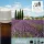 Illatolaj Aspol Provence lavender  AF70 6082 (Levendula) 50ml