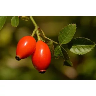 Vadrózsa (csipkebogyó mag) olaj BIO 10ml
