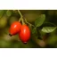 Vadrózsa (csipkebogyó mag) olaj BIO 10ml