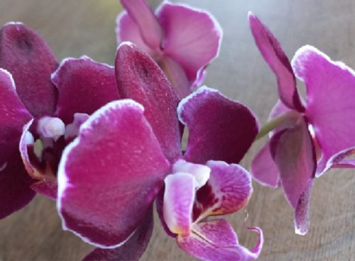 Illatolaj HOME Orhidea  50ml