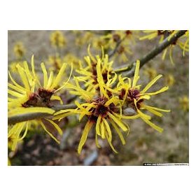 Varázsmogyoró (hamamelisz) víz 250ml