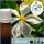 Illatolaj Aspol Jasmine (Jázmin) AF70 8843 250ml