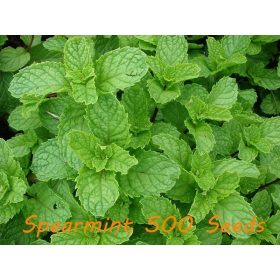 Illóolaj Pipere Fodormenta 10ml