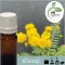 Illatolaj Aspol Mimosa  AF70 0495  250ml
