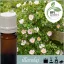 Illatolaj Aspol Rose D'amber (rózsa variáció)  AF70 5684  10ml