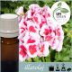 Illatolaj Aspol Fleur de Pelargonium AF70 6221 (Geránium) 10ml